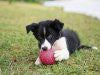 Boz Dog Ball 2.5"  - West Paw Design